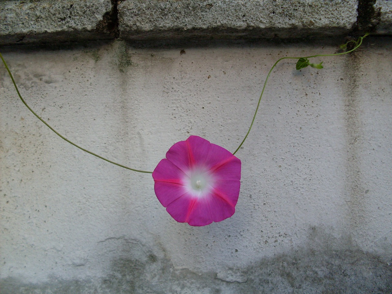 morning glory city fence free photo