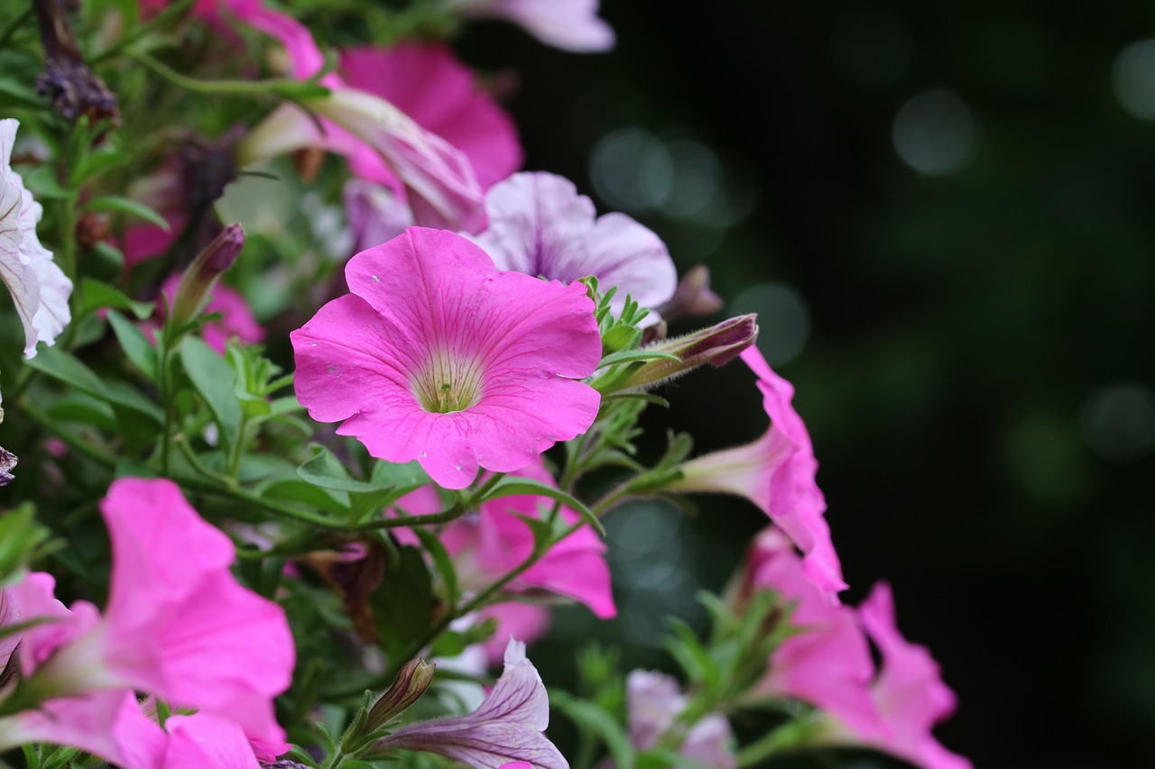 morning glory  pink  flowers free photo