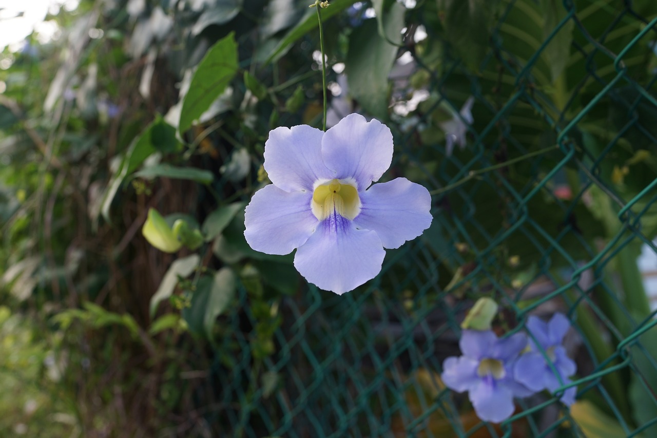 morning glory  nature  floral free photo