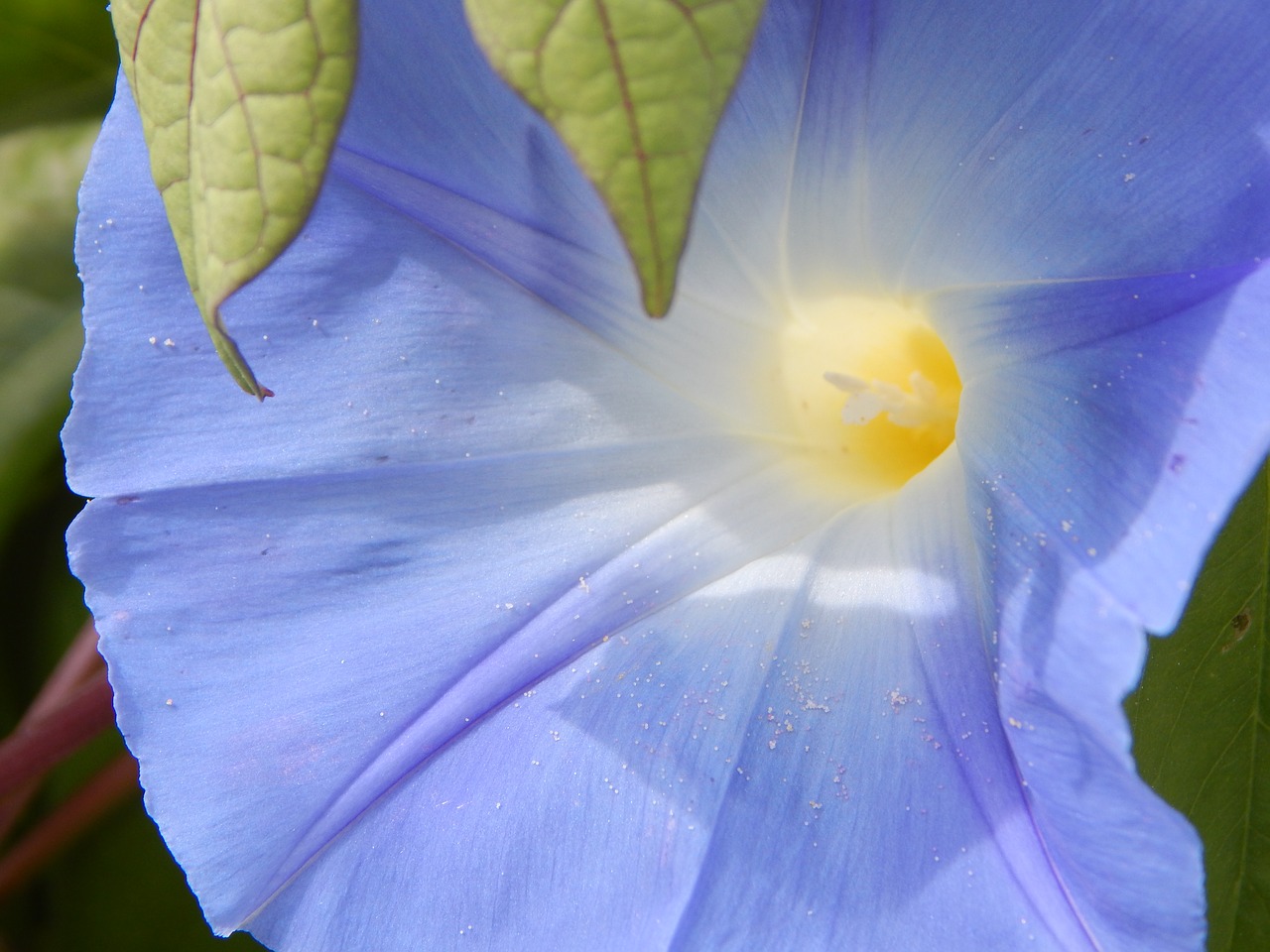 morning glory  flower  blossom free photo