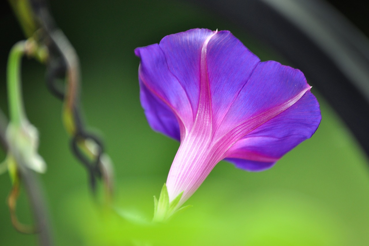 morning glory  vine  summer free photo