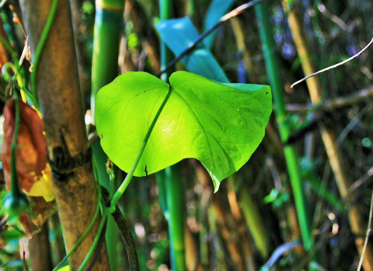 morning glory green leaf leaf free photo