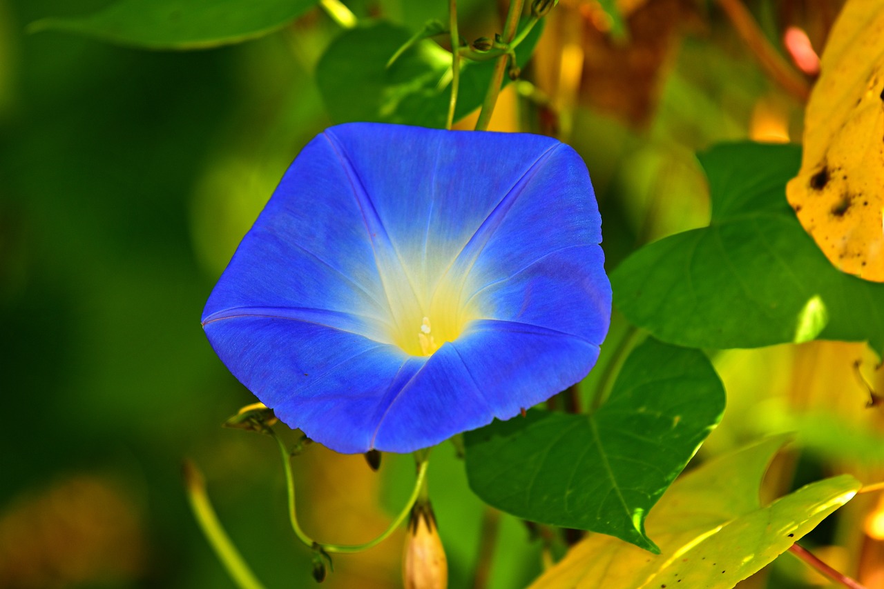 morning glory  flower  plant free photo