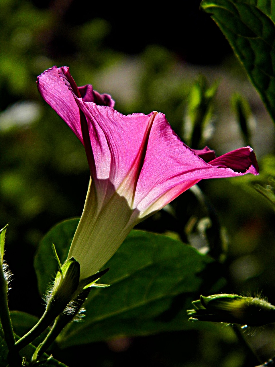 morning glory  flower  purple free photo