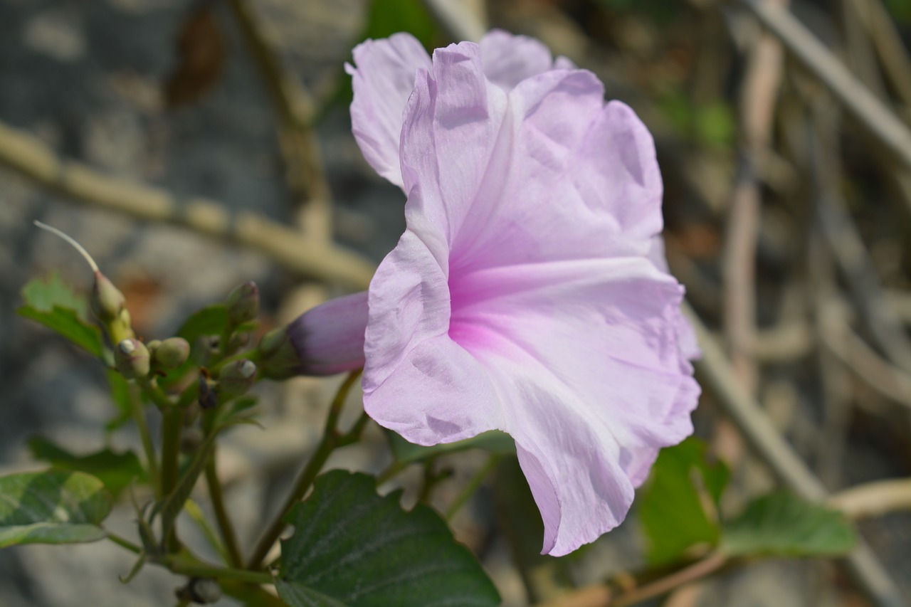 morning glory  flower  winter free photo