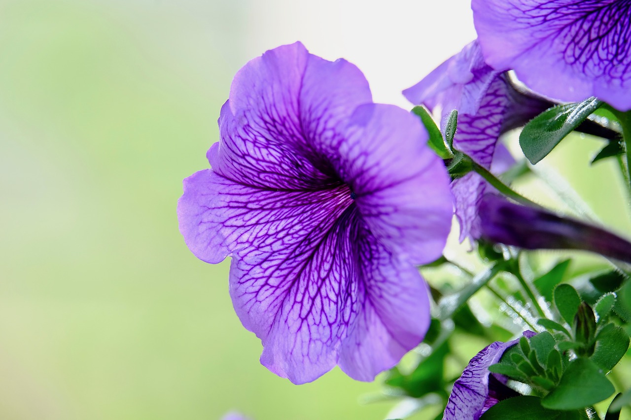 morning glory  flower  purple free photo