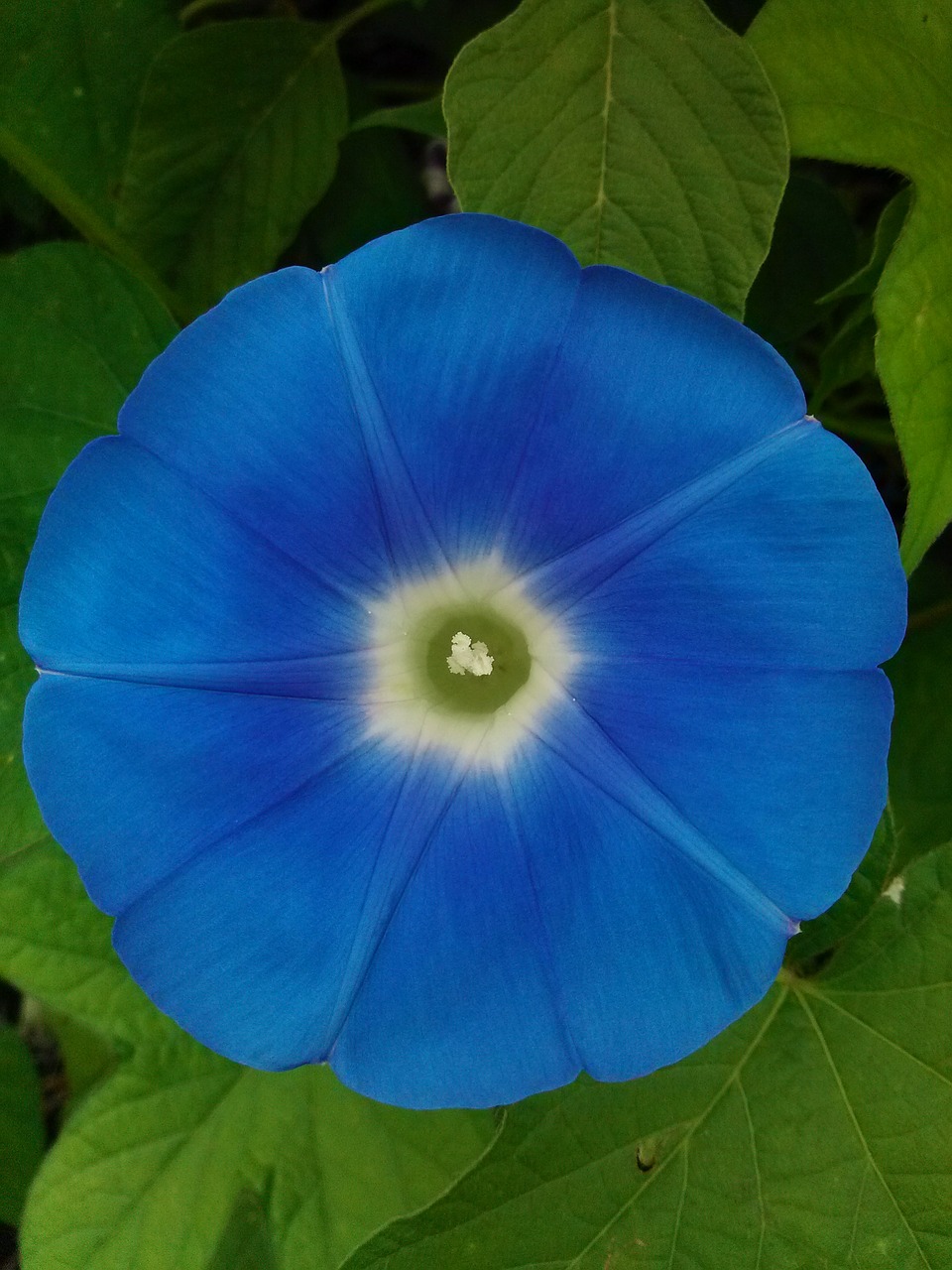 morning glory plant beautiful free photo