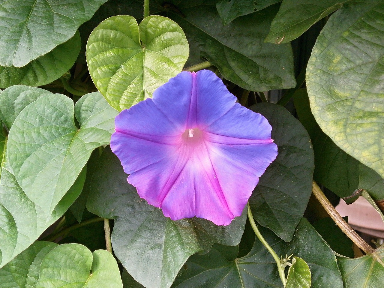 morning glory blue flowers free pictures free photo