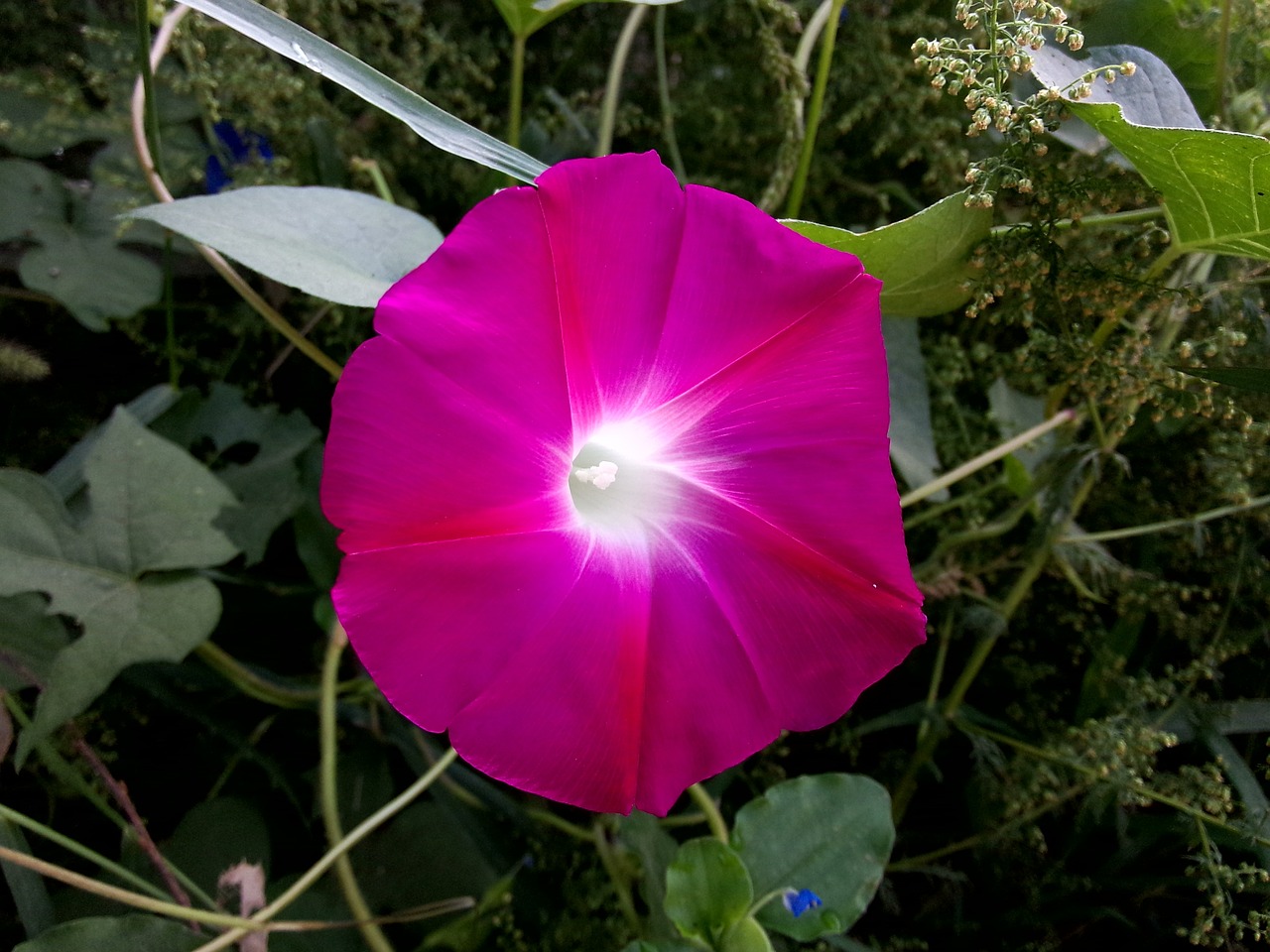 morning glory sea of flowers plant free photo