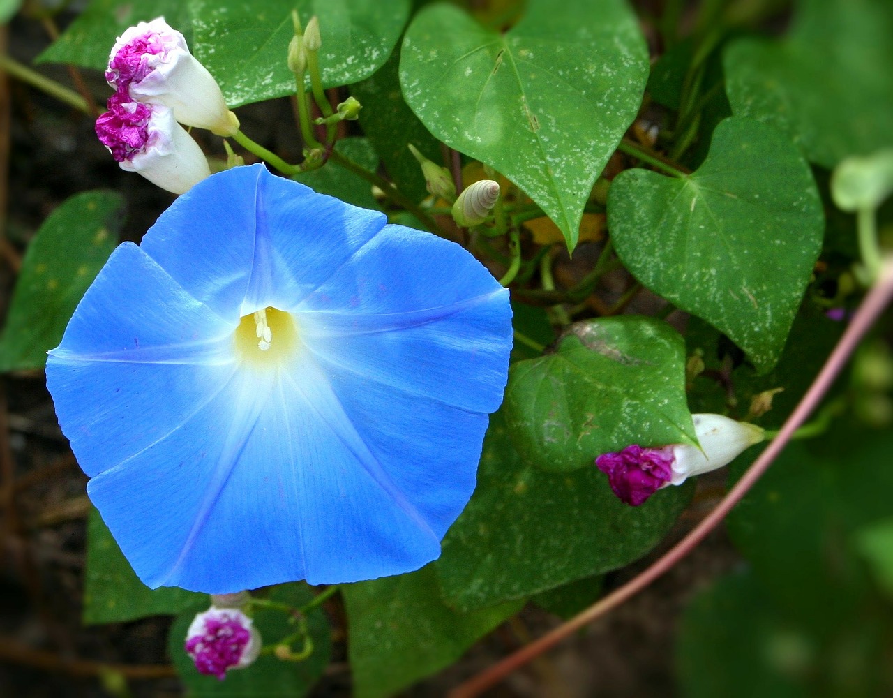 morning glory flower blue free photo