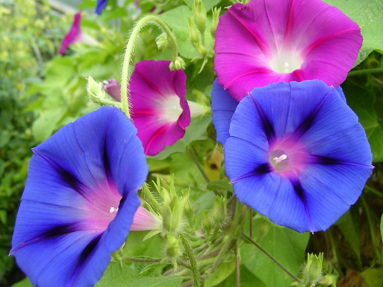 morning glory flowers blooming free photo