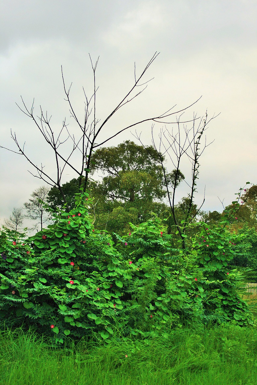 morning glory veld grass free photo