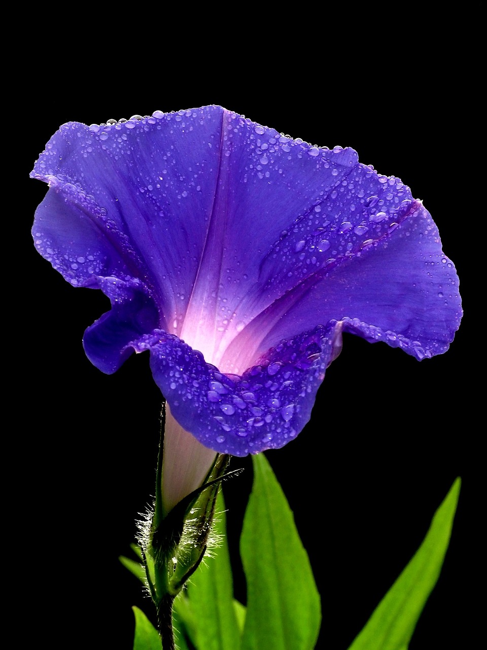 morning glory flower bloom free photo