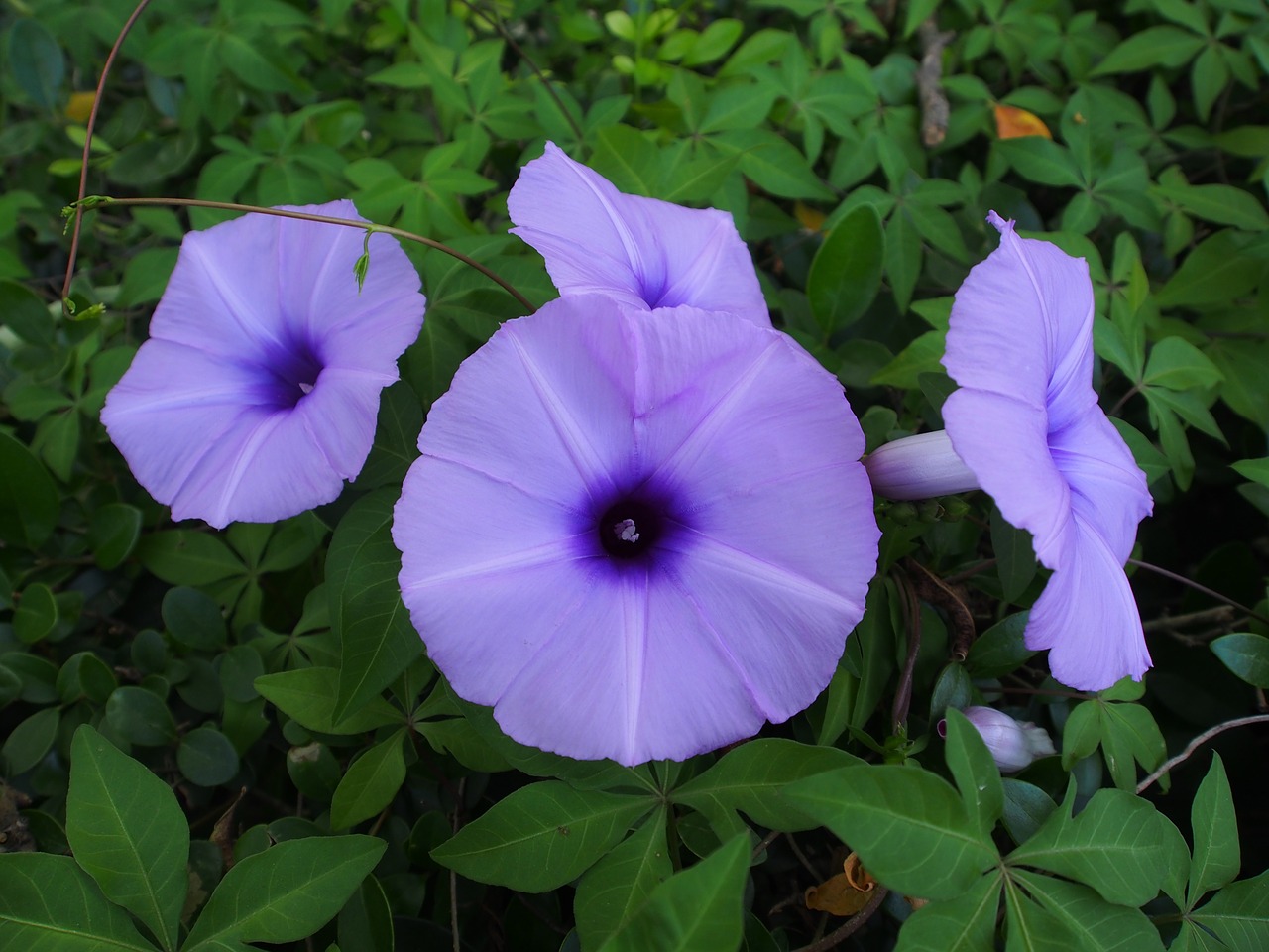 morning glory taipei purple free photo