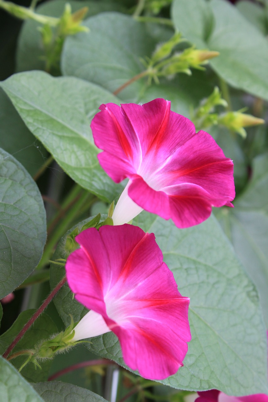 morning glory vine flowers free photo