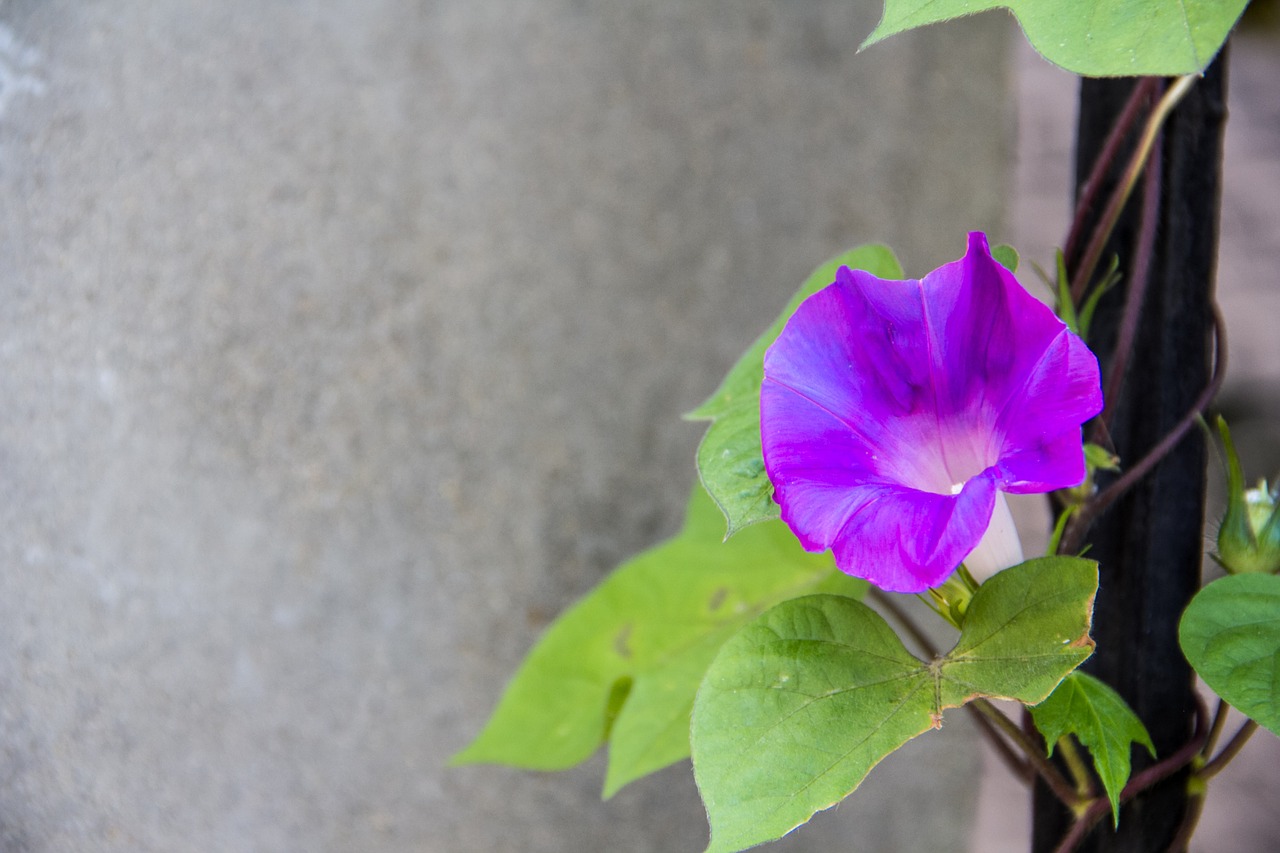 morning glory flower plant free photo