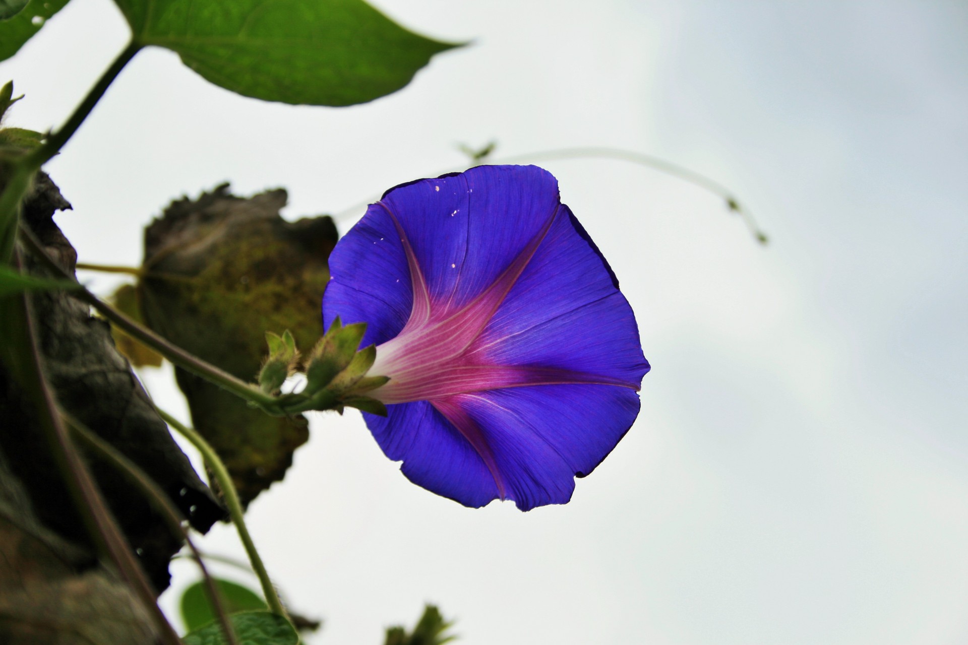 flower morning glory purple free photo