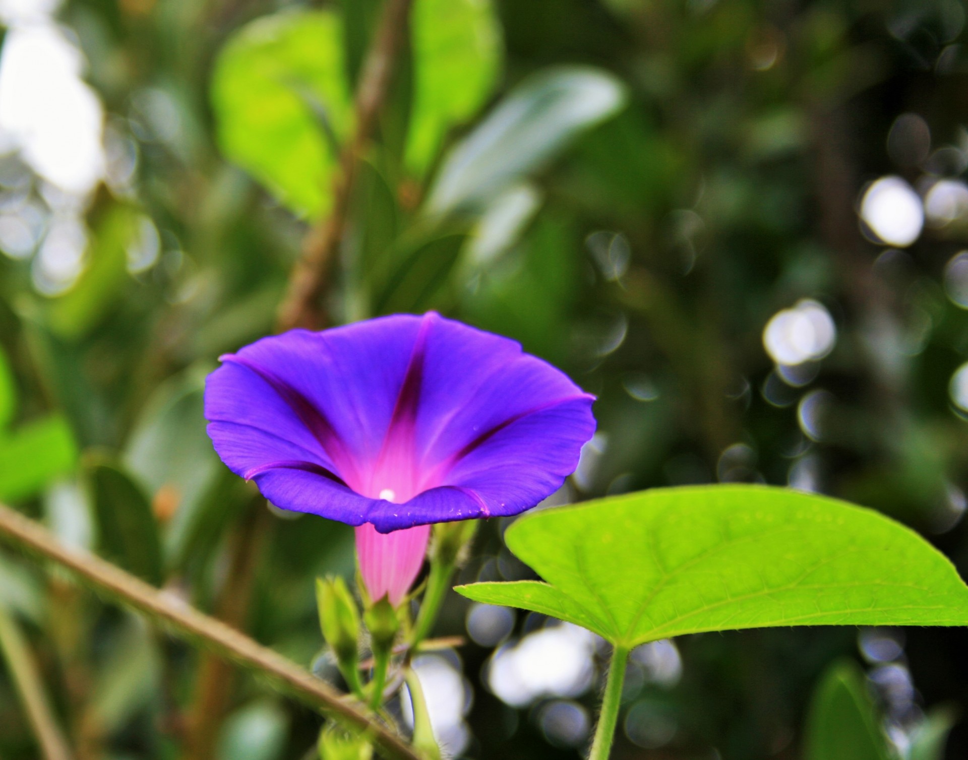 flower morning glory purple free photo