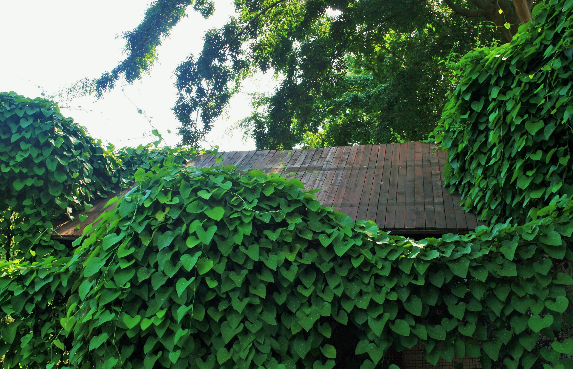 creeper green climber free photo