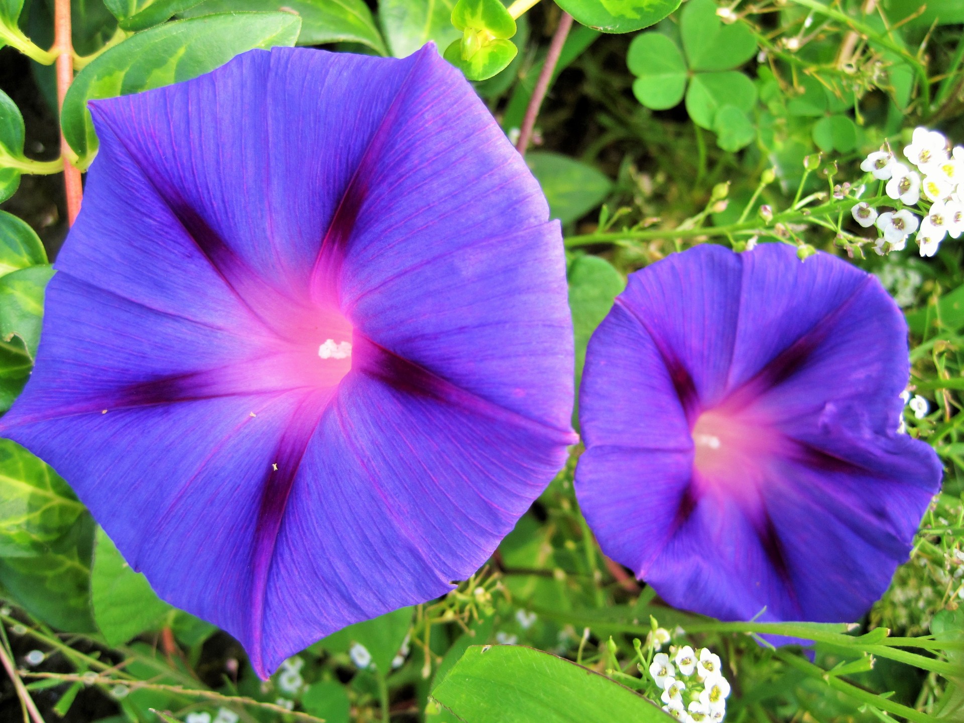 flowers purple trumpet free photo