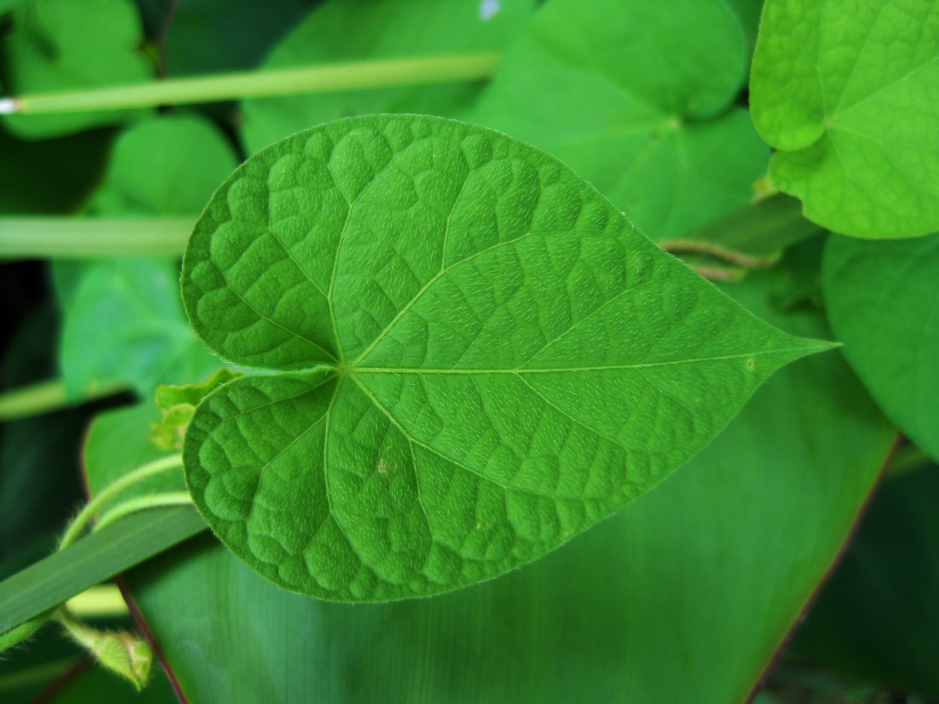 leaf green heart shaped free photo
