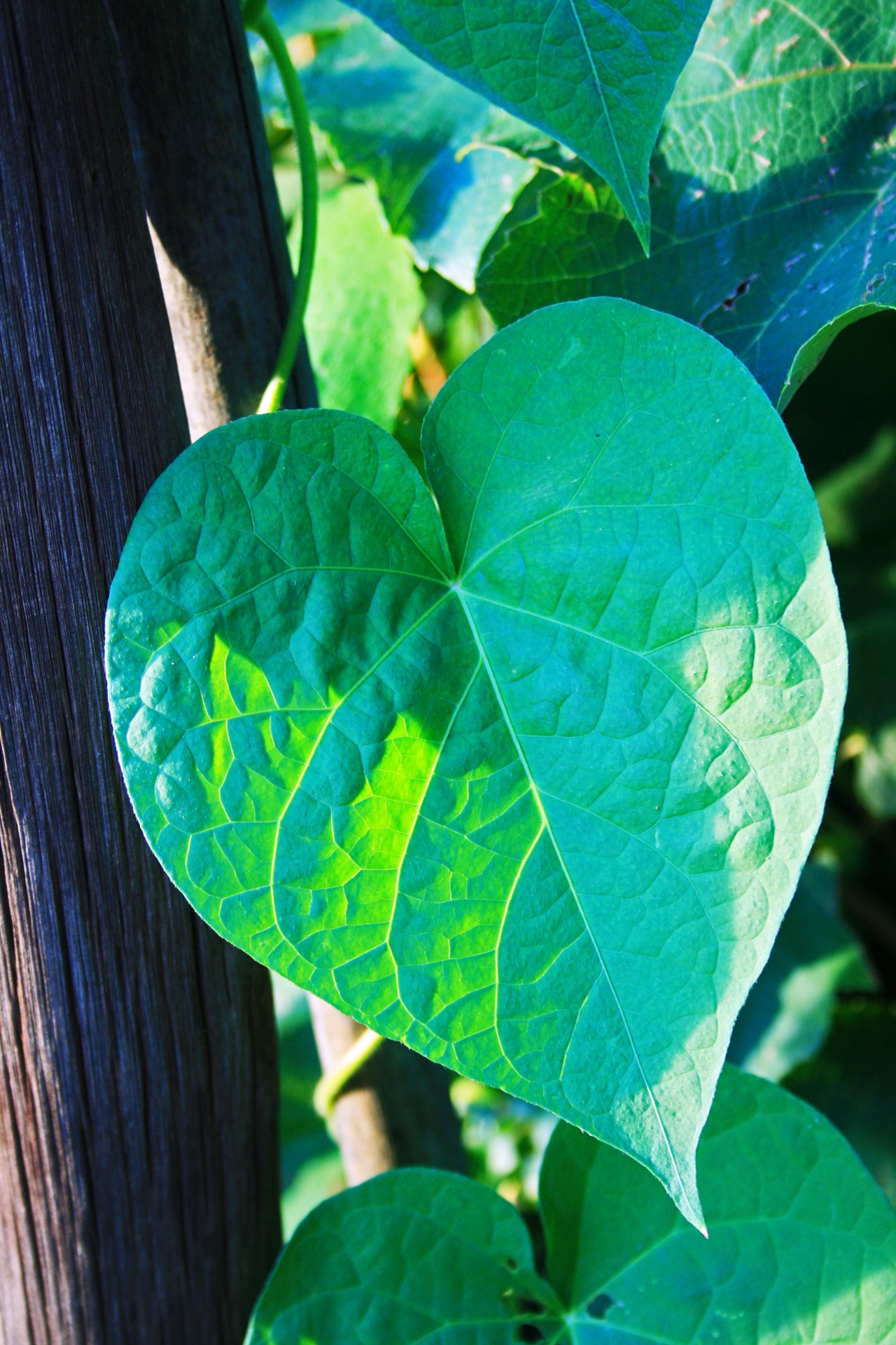 leaf green shape free photo