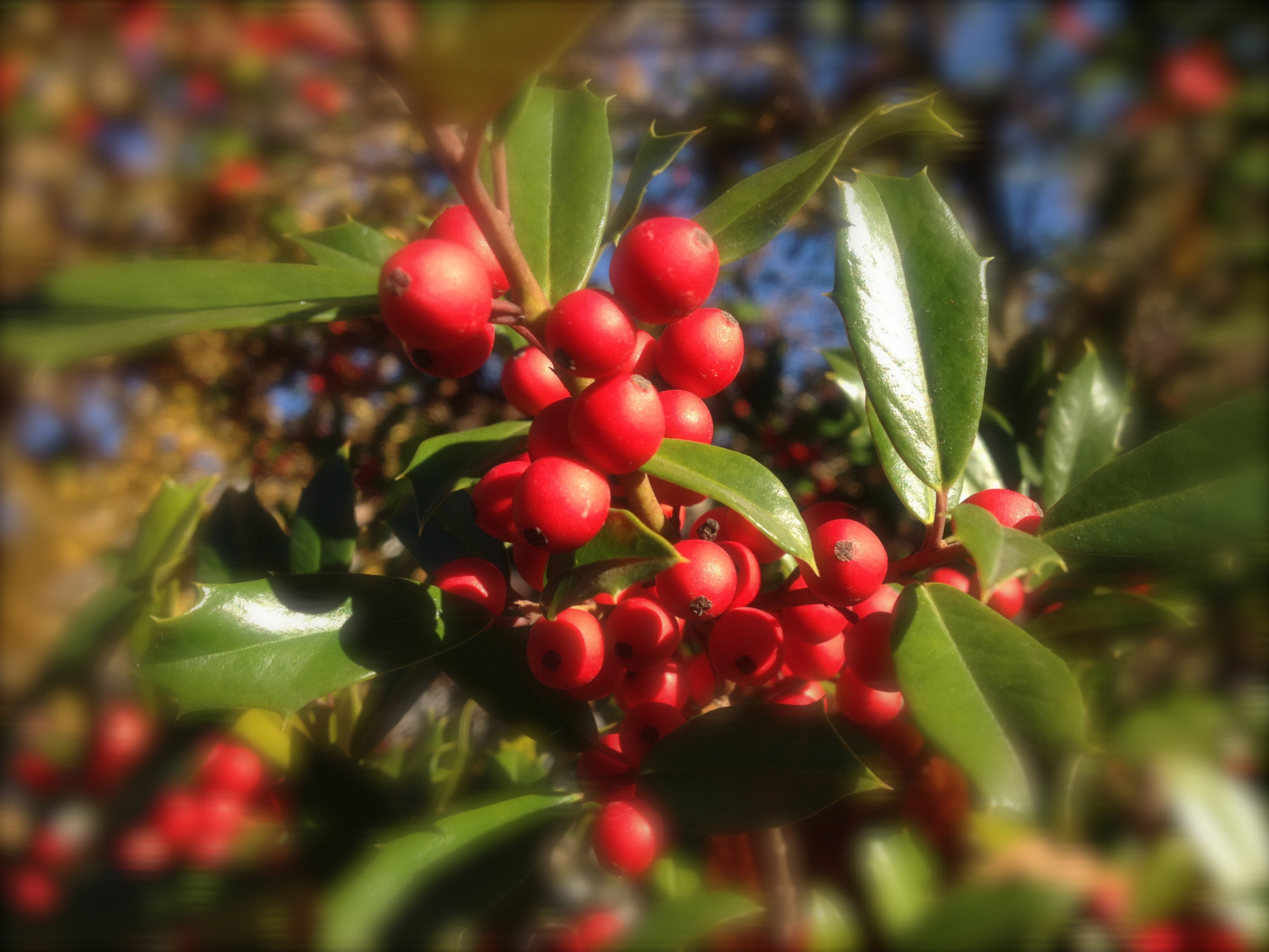 holly holly berries holiday free photo