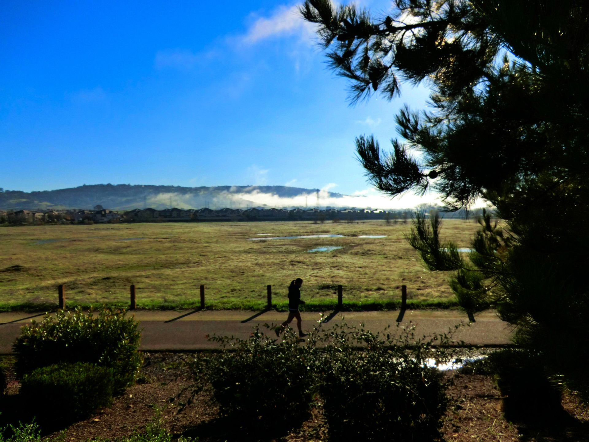 jogger landscape morning free photo