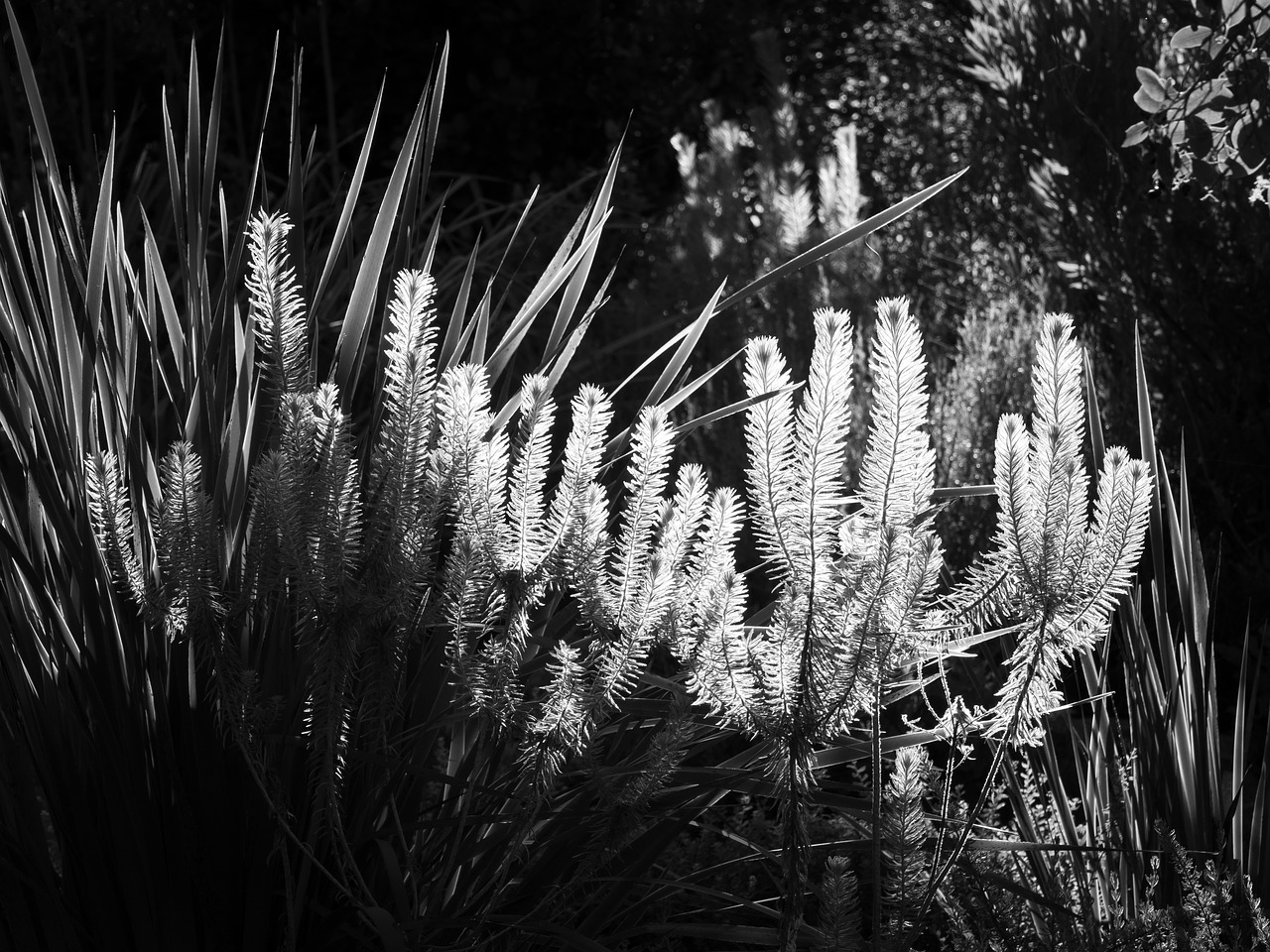 morning light  grass  nature free photo