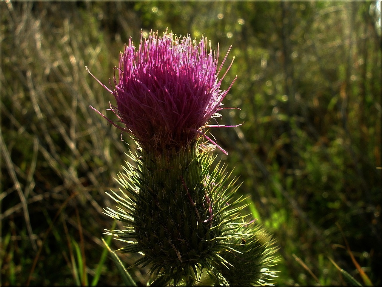 morning light mood thistle free photo