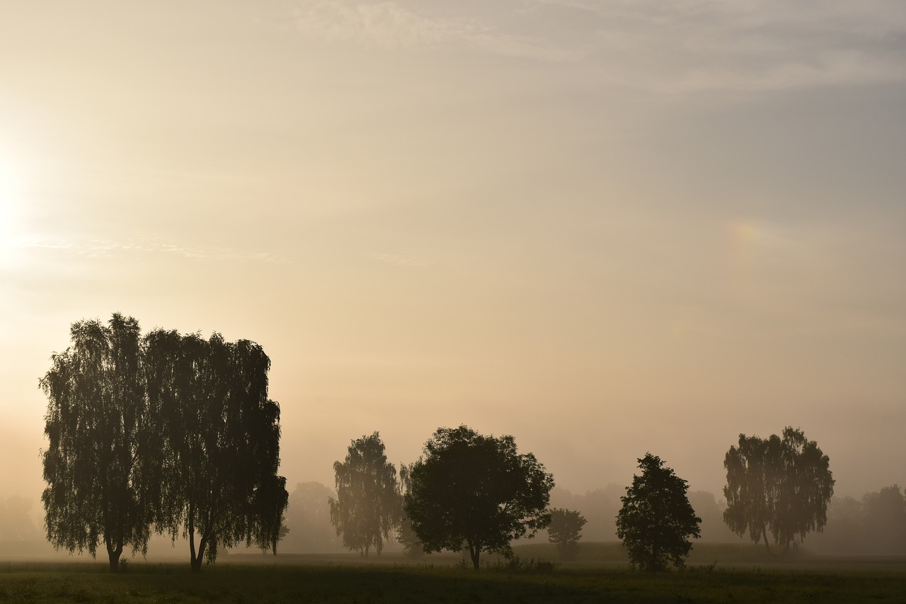 morning mist fog landscape free photo