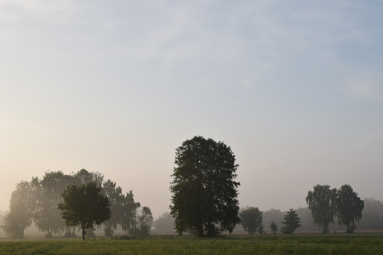 morning mist fog landscape free photo