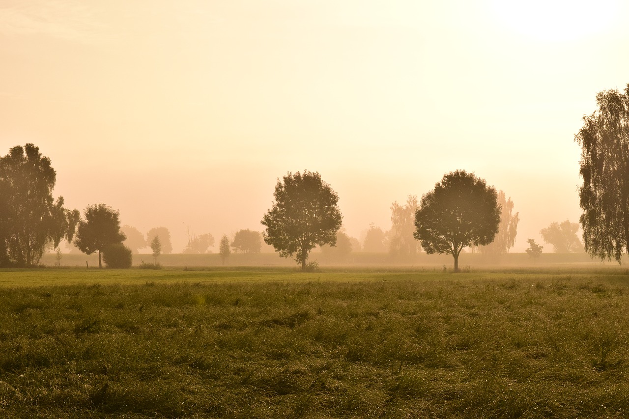 morning mist fog landscape free photo