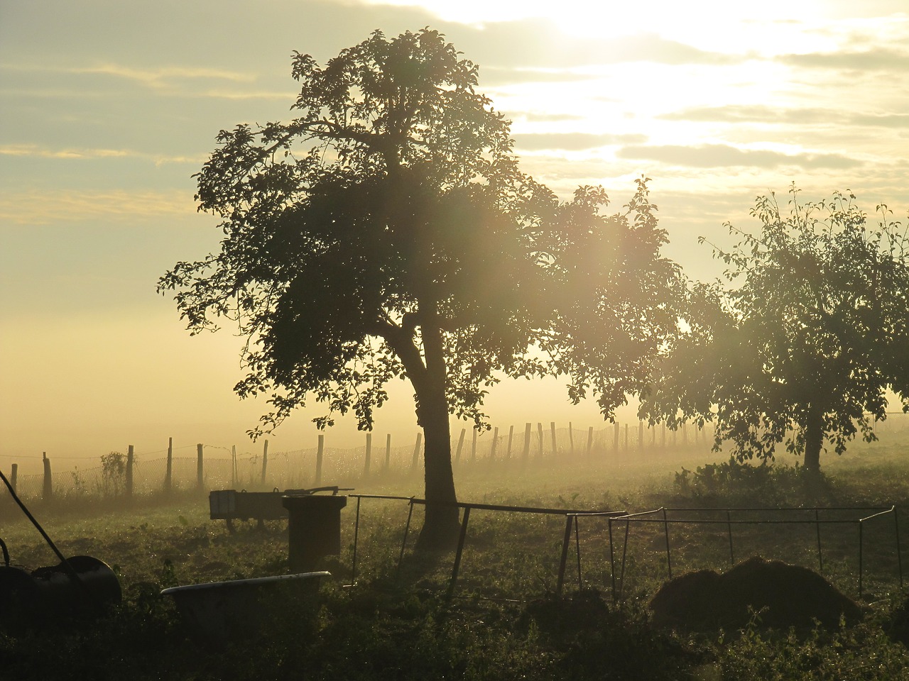 morning mist morning dew landscape free photo