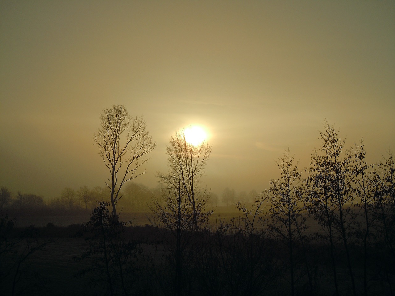 morning mist sun back light free photo