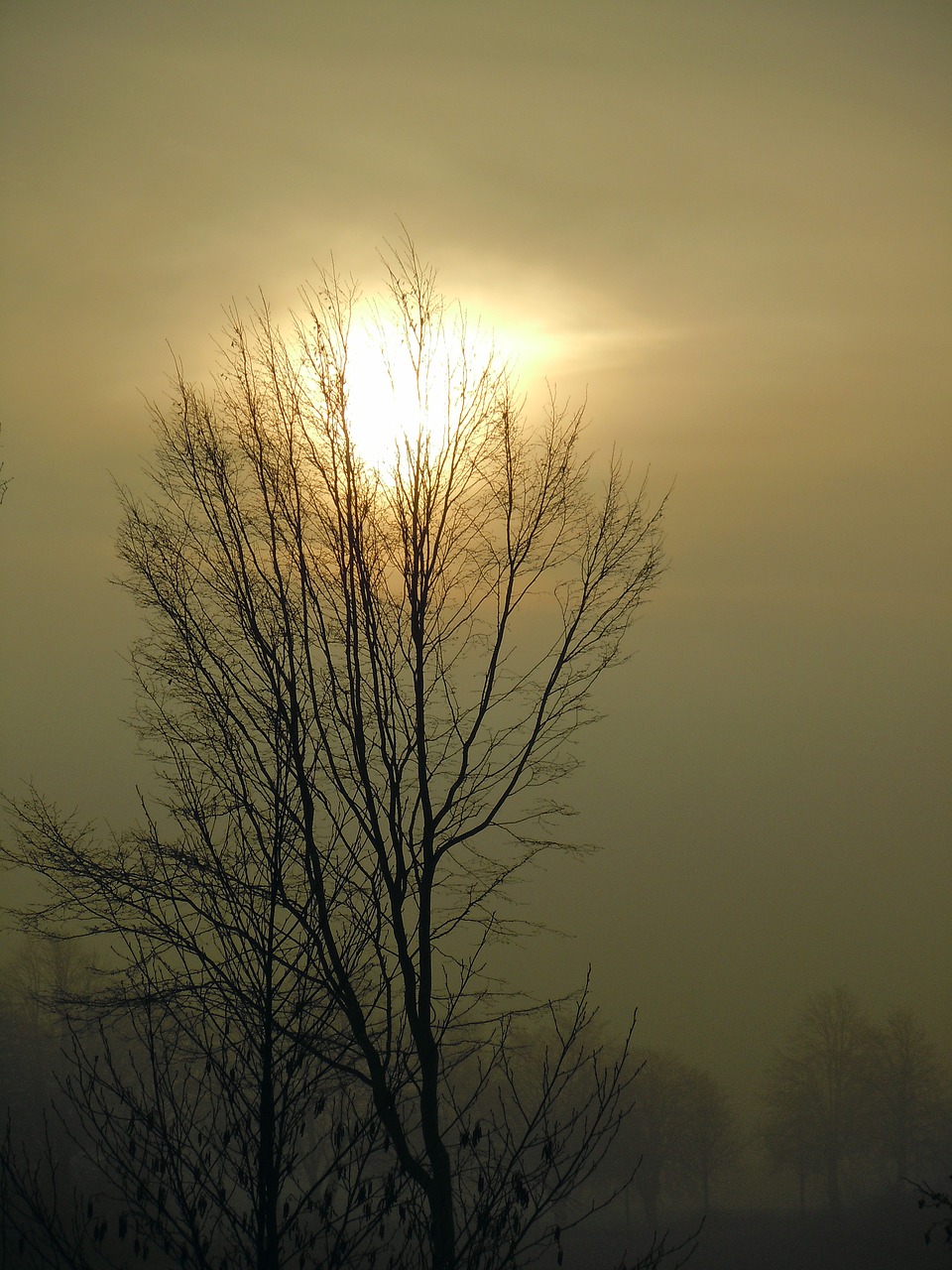 morning mist sun back light free photo