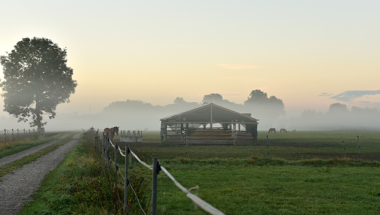 morning mist  coupling  pasture free photo