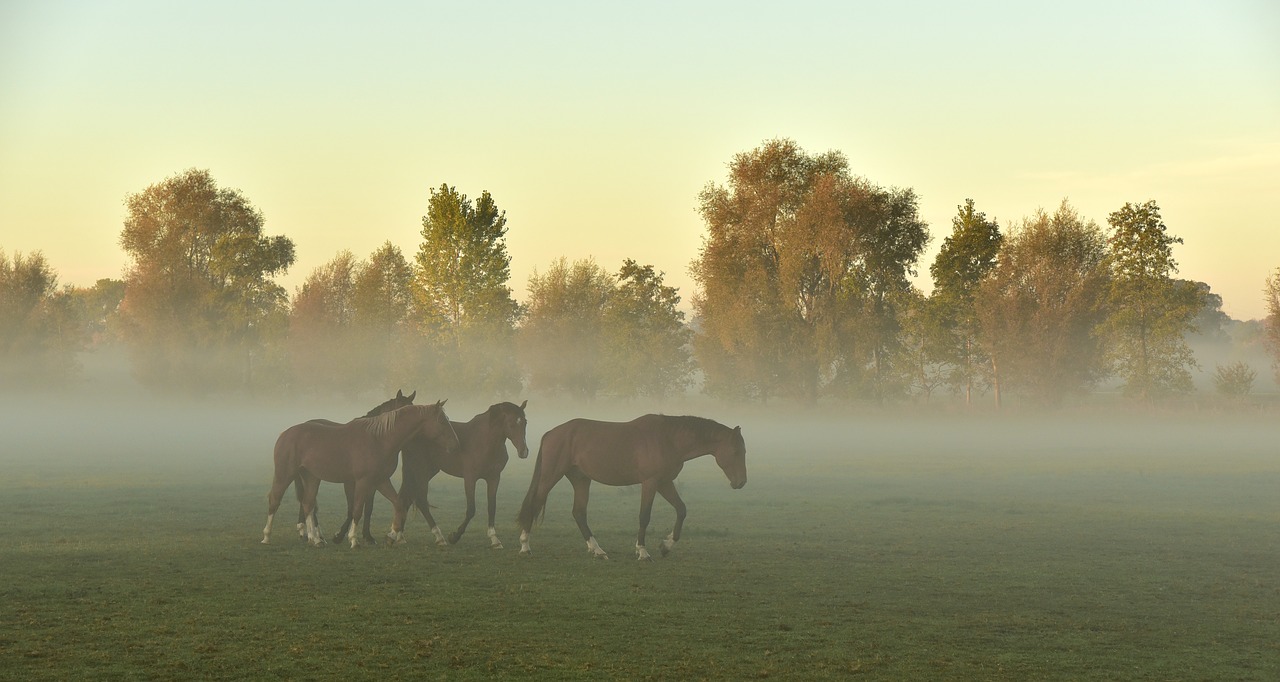morning mist  horses  pasture free photo