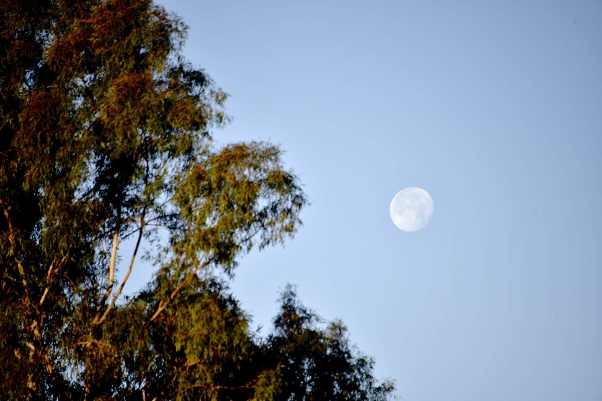 moon full morning free photo