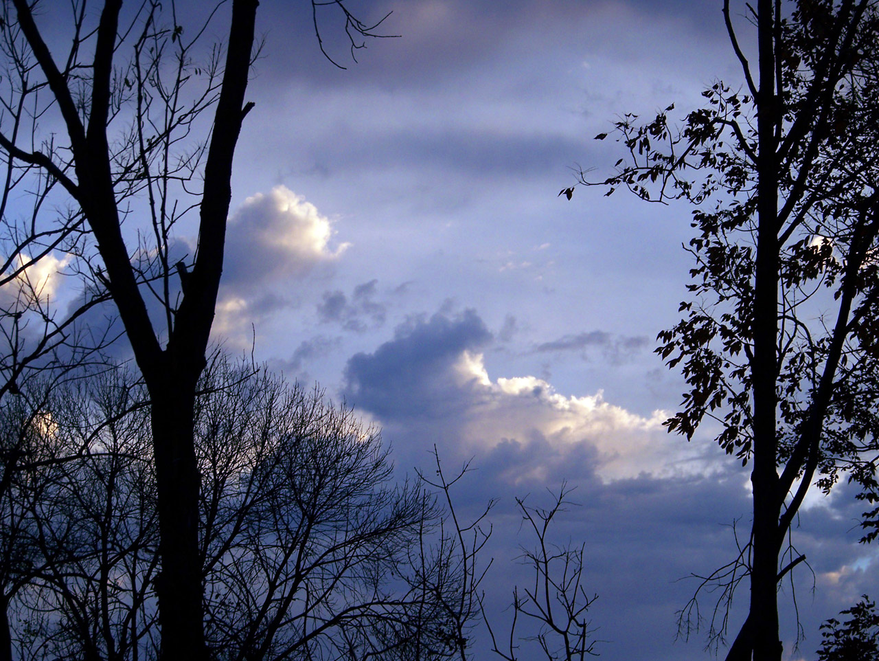 morning sky trees free photo