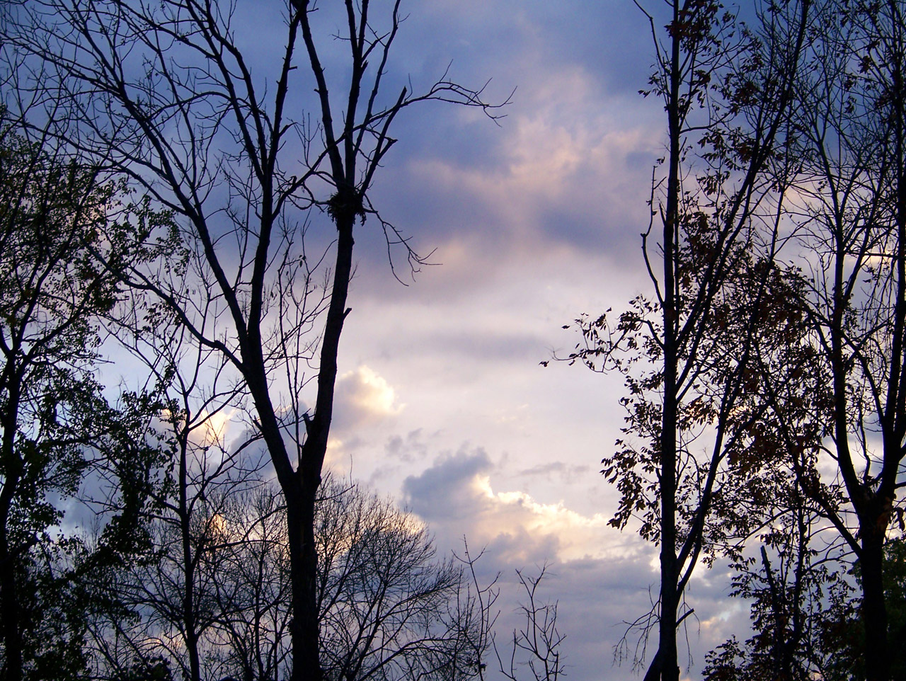 morning sky trees free photo