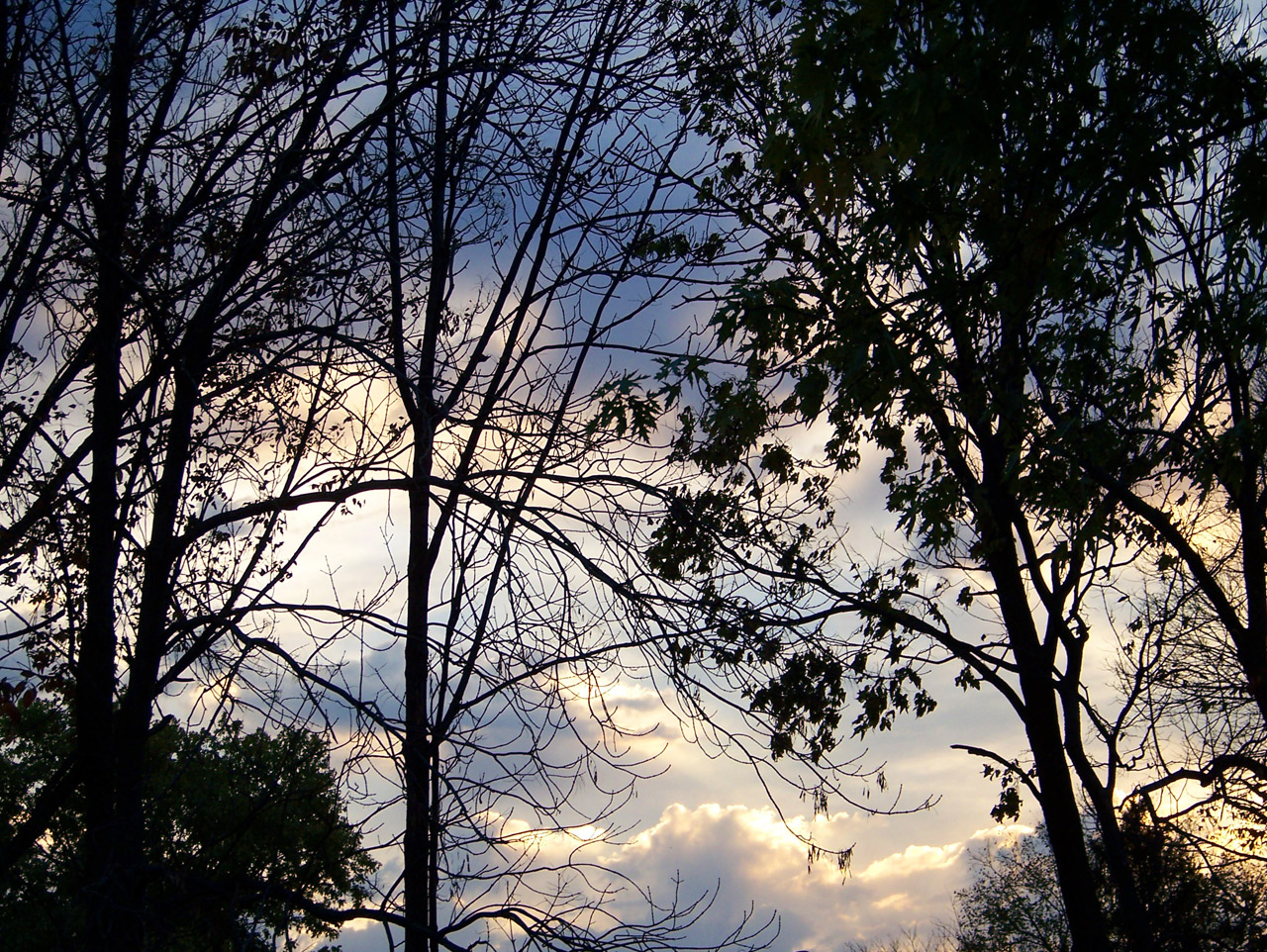 morning sky trees free photo