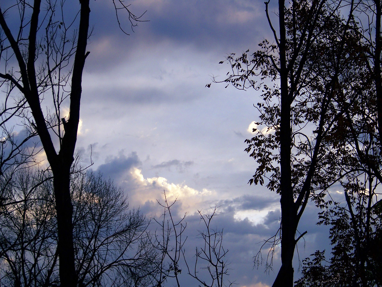 morning sky trees free photo