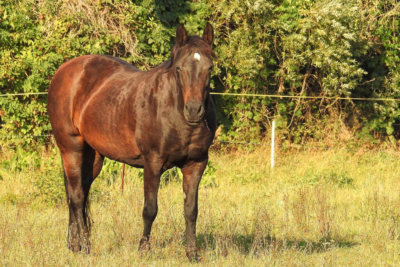 morning sun horse pasture free photo