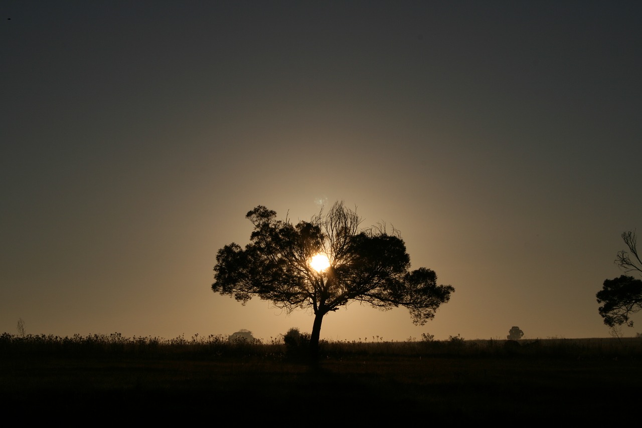 morning sun sky sunrise free photo