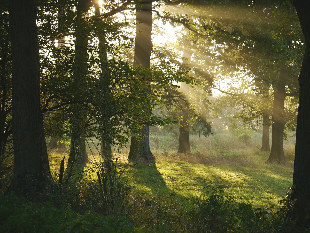 morning sun forest glade free photo
