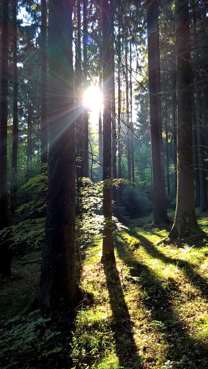 morning sun forest moss free photo