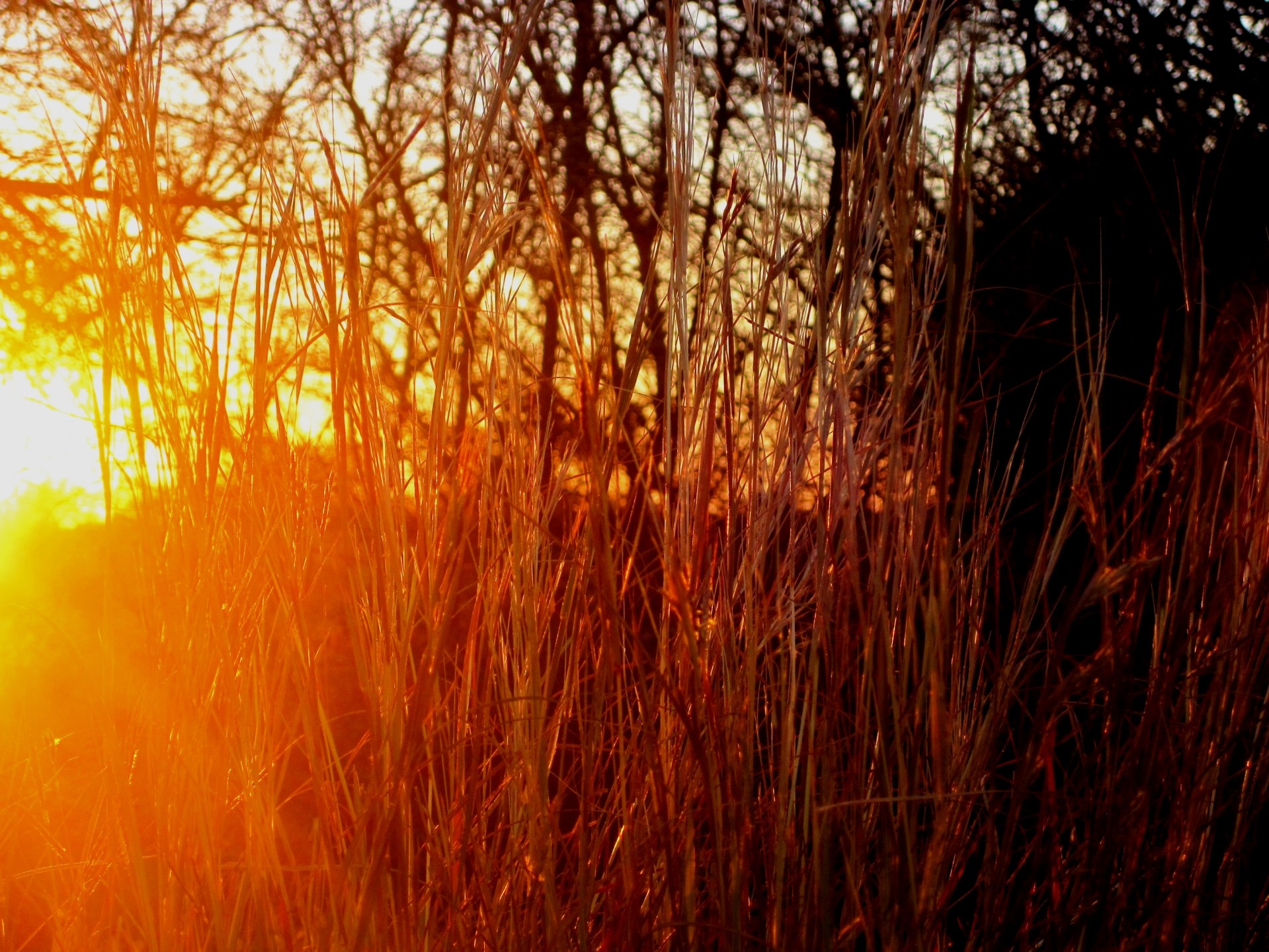 grass straw colored long free photo