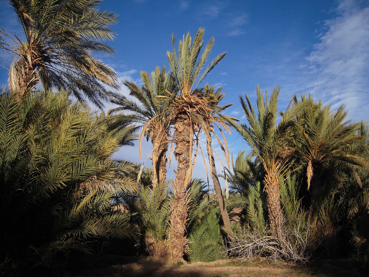 morocco sahara travel free photo