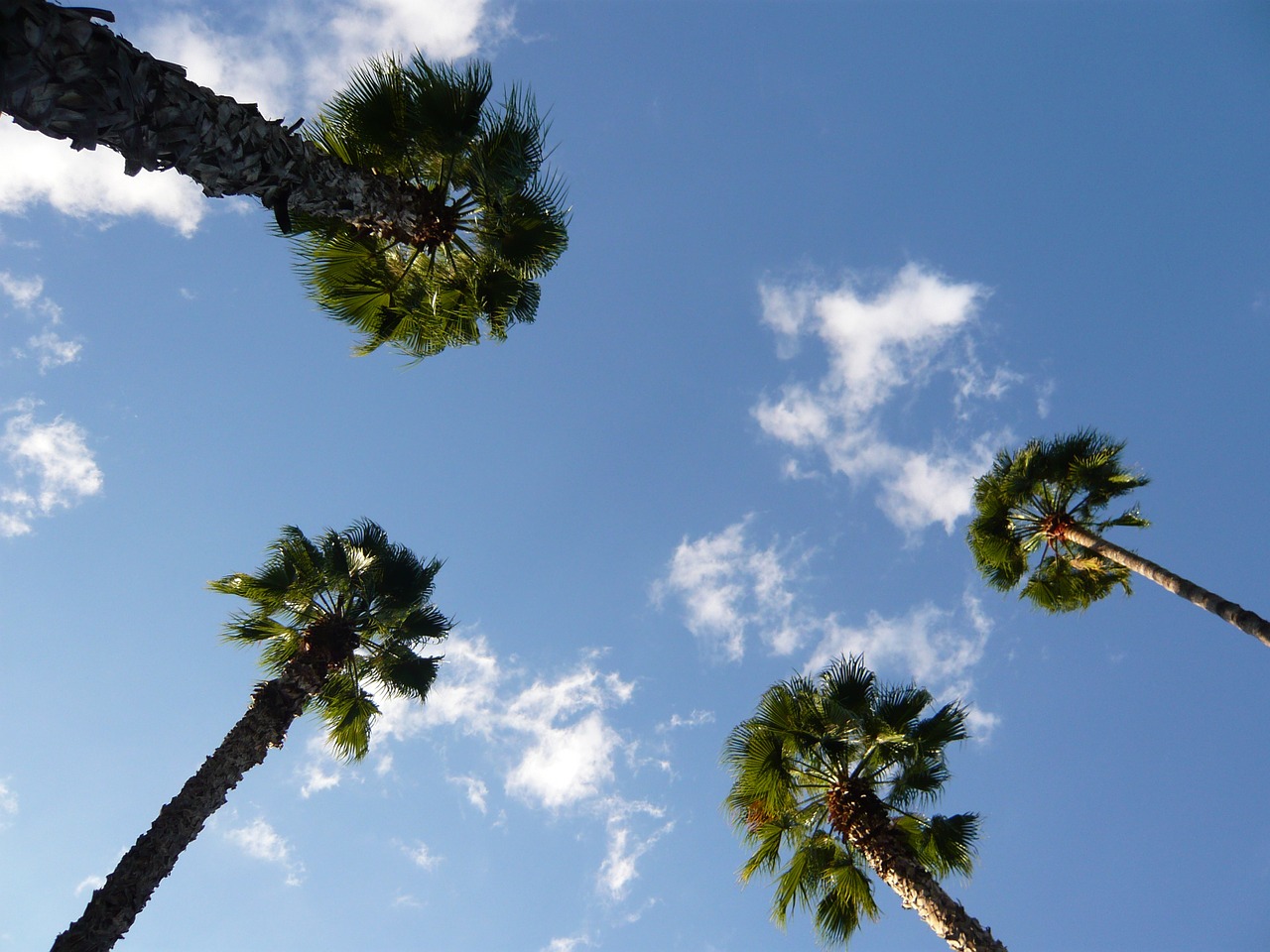 morocco marjorelle palm free photo